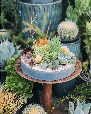 Image 12 - Boho Succulent Dream! in Styled Shoots.